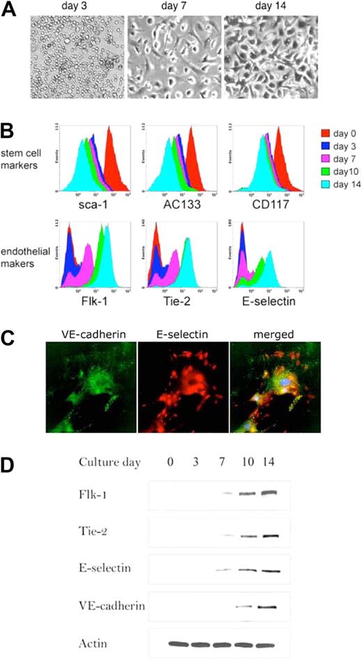 Figure 1. Characteristics of mouse bone marrow–derived EPCs. (A) Phase-contrast images of freshly isolated EPCs in culture at various time intervals (20× objective lens). (B) Histograms of flow cytometric analysis of EPC markers on day 0, 3, 7, 10, and 14 of cell culture. (C) Immunofluorescent staining for endothelial cell markers on EPC in 2-week cultures. Green indicates VE-cadherin; red, E-selectin; blue, cell nuclei. (D) Western blotting analysis of the expression of flk-2, tie-2, E-selectin, and VE-cadherin in various time-cultured EPCs.