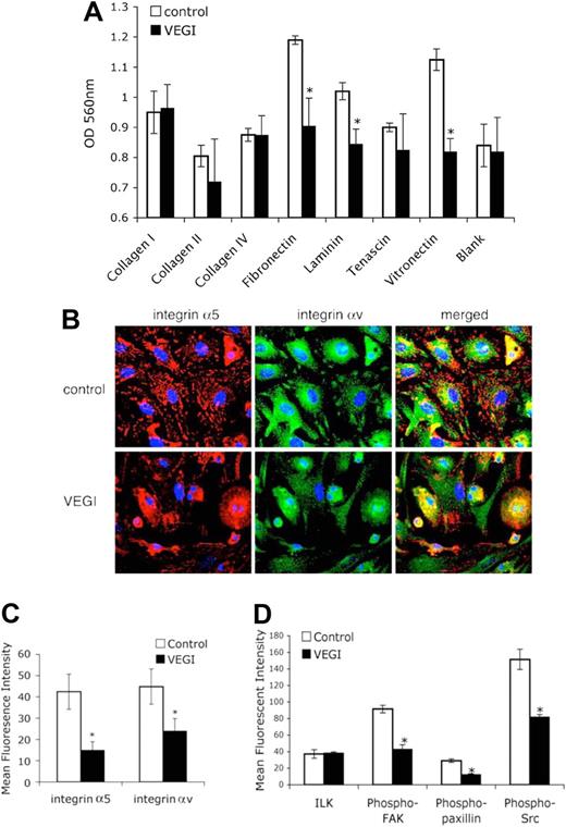 Figure 2. Inhibition of EPC adhesion by VEGI. (A) The ability of EPCs cultured for 7 days in the absence or presence VEGI to adhere on surfaces coated with various extracellular matrix proteins, as indicated. (B) Confocal microscopic images of immunofluorescent staining for integrins on EPCs cultured for 10 days in the absence or presence of VEGI. Green indicates integrin α5; red, integrin αv; blue, cell nuclei (60×60 objective lens). (C) Intensities of immunofluorescent staining of integrins α5 and αv. □ represents untreated; ■, VEGI-treated. (D) Intensities of immunofluorescent staining for cell signaling molecules involved in adhesion. EPCs cultured for 10 days in the absence or presence of VEGI were labeled for ILK, phospho-FAK, phospho-paxillin, or phospho-Src. □ represents untreated; ■, VEGI-treated. Values are mean ± SE of 3 independent experiments. *P < .05.