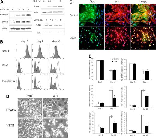 Figure 4. VEGI inhibition of EPC differentiation. (A) Cell signaling changes caused by VEGI treatment in early EPCs. Western blotting analysis of the phosphorylation of Erk, Akt, or p38 in freshly isolated Sca-1+ mononuclear cells in response to various concentrations of VEGI, as indicated, for 15 minutes. (B) Histograms of flow cytometric analysis of EPC markers on EPCs cultured for day 3, day 7, and day 10 in the absence or presence of VEGI. White areas represent untreated; shaded areas, VEGI-treated. (C) Confocal microscopic images of immunofluorescent-stained endothelial cell marker flk-1 on EPCs cultured for 10 days in the absence or presence of VEGI. Green indicates flk-1; red, actin; blue, cell nuclei (20× objective lens). (D) Phase-contrast images showing morphologic differences between EPCs cultured for 10 days in the absence or presence of VEGI. (E) Analysis of fluorescence intensity of EPC markers. A total of 3000 cells per well were analyzed. Experiments were conducted in triplicate. Data represent mean ± SE of 3 independent experiments. *P < .05.
