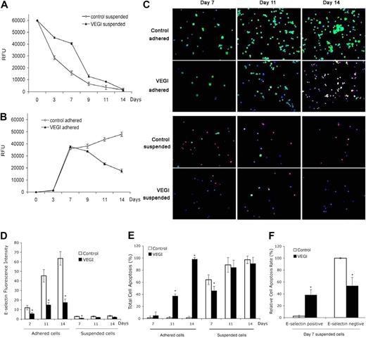 Figure 5. Effect of VEGI treatment on EPC viability and apoptosis. (A) Number of suspended cells cultured in the absence or presence of VEGI and measured by relative fluorescence units (RFUs) of calcein-AM staining at various time intervals. (B) Number of adhered cells analyzed as described in panel A. (C) Fluorescent images of suspended and adherent cells undergoing apoptosis at various time points as indicated. Red represents cells labeled by TUNEL reaction; green, E-selectin; blue, cell nuclei (10× objective lens). (D) Fluorescence intensity of E-selectin–positive EPCs analyzed at various time intervals as indicated. (E) Apoptosis rates of suspended cells and adhered cells analyzed at various time intervals as indicated. (F) Apoptosis rates of E-selectin–positive or–negative cells in EPC cultures on day 7. *P < .05.