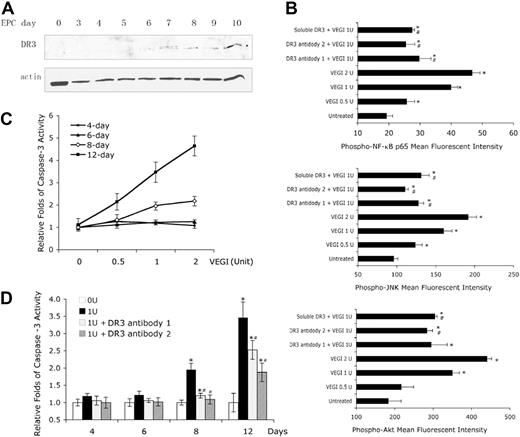 Figure 6. VEGI activation of signaling pathways in differentiated EPCs. (A) Western blotting analysis of DR3 expression in EPCs at various time intervals of culture. (B) Quantitative analysis of the phosphorylation of p65 NF-κB, JNK, and Akt in EPCs on day 11 in response to VEGI treatment (10 minutes) at various concentrations as indicated. (C) Activation of caspase-3 induced with various concentrations of VEGI, as indicated, in EPCs in culture at indicated time intervals. (D) Inhibition of VEGI-induced caspase-3 activation with DR3-neutralizing antibodies. *P < .05 compared with caspase-3 activity in untreated cells. #P < .05 compared with VEGI-treated.