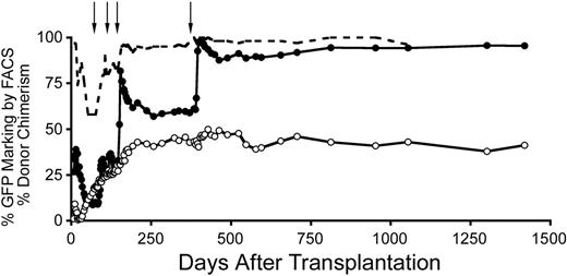 Figure 1. Stable increase in gene marking after in vivo selection of MGMTP140K gene-modified cells. Gene marking in granulocytes (●), lymphocytes (○), and donor chimerism (----) before and after in vivo selection of MGMTP140K-GFP gene-marked cells in a dog. Treatment with O6BG and BCNU denoted by ↓.