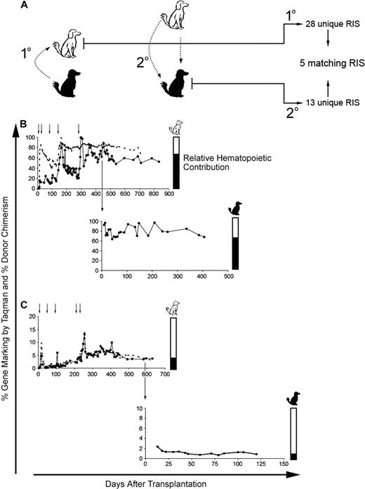 Figure 4. Engraftment and multilineage repopulation potential of MGMTP140K gene-modified cells in secondary recipients after in vivo selection. (A) Schematic representation of secondary transplantation in DLA-matched dogs. The white dog represents the initial recipient of the gene-marked hematopoietic cells from the black dog (1°). The 2° transfer of the MGMTP140K gene-modified cells back into the original donor (black dog). (B,C top panels) Percentage of donor-positive WBC (----) and donor gene-modified WBC (●) in primary recipients (white dogs) is shown as a function of time. Chemotherapy denoted by small black arrows above the graph. Large black arrow indicates the time point at which the bone marrow was transplanted back into the original donors (black dogs). (B,C bottom panels) Percentage of gene-modified WBC in the secondary recipients (black dogs). Bar graphs to the right of the gene-marking plots are an alternate representation of hematopoietic contribution from each dog (white and black).