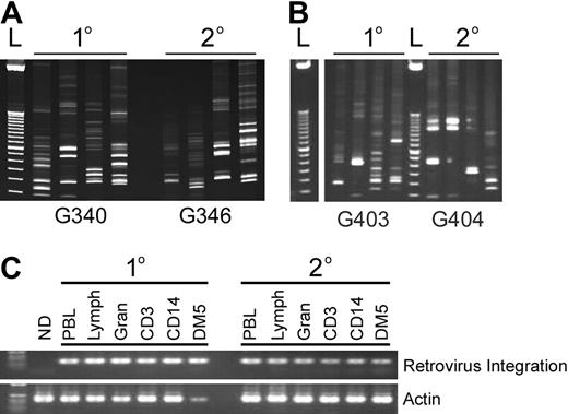 Figure 5. Multiple clones and common clones contribute to hematopoiesis in primary and secondary recipients. (A,B) Representative gel of RIS amplified by LAM-PCR in primary (1°) and secondary (2°) recipients. (C) Detection of a common integration site in different hematopoietic lineages using LTR-specific (forward) and dog genomic (reverse) primers of the primary and secondary dogs pictured in panel A. “ND” is a different dog that received lentivirus-transduced cells.