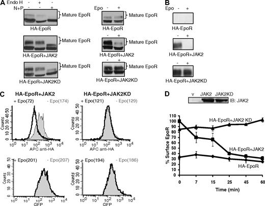Figure 1. JAK2 tyrosine kinase activity is required for ligand-induced EpoR down-regulation. (A) Mature HA-EpoR species were detected in JAK2-deficient γ2A cells stably expressing HA-EpoR with wild-type or kinase-deficient JAK2 (JAK2KD) by their resistance to Endo H treatment (left). At 45 minutes after Epo induction, mature HA-EpoR was degraded, and this degradation requires JAK2 kinase activity (right). (B) HA-EpoR at the γ2A cell surface was detected by surface IP. On Epo induction, surface EpoR disappeared when coexpressed with JAK2 but not JAK2KD. (C) Cell-surface HA-EpoR was quantified by flow cytometry using APC-conjugated anti-HA antibodies in nonpermeabilized γ2A cells. Representative histograms of total receptor expression levels (GFP) and cell-surface receptor expression levels (APC) are shown. In each histogram, the uninduced sample is in gray and the induced sample is in black. Median fluorescence of each sample is in parentheses. (D) Kinetics of ligand-induced EpoR internalization. Levels of cell-surface HA-EpoR were analyzed by flow cytometry at various time points after induction as described in panel C. Immunoblotting with anti-JAK2 antibodies showed that the expression levels of JAK2 and JAK2KD are similar. All data represent results from at least 3 independent experiments. Endo H indicates endoglycosidase H; N + P, neuraminidase + PNGaseF; IB, immunoblot; and V, vector.