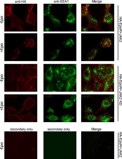 Figure 2. JAK2 kinase activity is required for ligand-induced EpoR colocalization with early endosomal marker EEA1. Cell-surface HA-EpoRs were labeled with anti-HA antibodies before Epo stimulation of 25 minutes. Cells were fixed and immunostained with anti-EEA1 antibodies followed by appropriate fluorescence-conjugated secondary antibodies. Representative confocal images (single section) for different conditions are presented. Images from negative controls with secondary antibodies alone are shown (original magnification ×40; Leica TCS SP5).