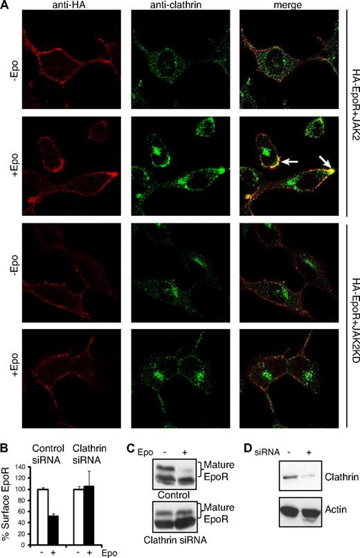 Figure 3. EpoR internalization is through a clathrin-dependent pathway. (A) γ2A cells expressing HA-EpoR with JAK2 or JAK2KD were seeded on glass coverslips. Cell-surface HA-EpoRs were labeled with anti-HA antibodies before Epo induction. Seven minutes after induction, cells were fixed and immunostained with anticlathrin antibodies followed by appropriate fluorescence-conjugated secondary antibodies. Representative confocal images (single section) are presented. Selected areas of colocalization are indicated with arrows (original magnification ×40; Leica TCS SP5). (B) Knockdown of the clathrin heavy chain abolished ligand-induced EpoR internalization. γ2A cells were transfected with siRNAs to the clathrin heavy chain, and surface EpoR was analyzed by flow cytometry. (C) Knockdown of the clathrin heavy chain abolished Epo-induced EpoR degradation. (D) Knockdown efficiency of the clathrin heavy chain shown by immunoblotting. Immunoblotting with actin was shown as a control.