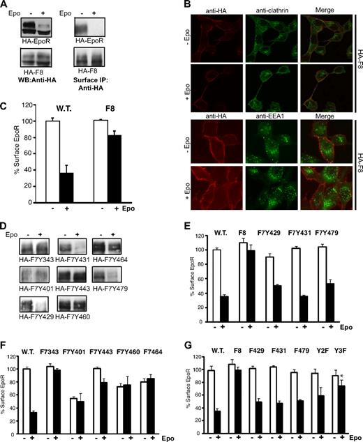 Figure 4. Y429, Y431, and Y479 mediate ligand-induced EpoR internalization. (A) Wild-type EpoR, but not F8, is degraded (left) on Epo stimulation. Wild-type EpoR, but not F8, is internalized on Epo stimulation as detected by surface IP (right). (B) F8 does not colocalize with clathrin or EEA1 on stimulation (original magnification ×40; Leica TCS SP5). (C) Epo-induced internalization of HA-F8 is dramatically reduced in TER119− erythroid progenitor cells from murine fetal livers. Surface expression of HA-EpoR or HA-F8 was measured 60 minutes after Epo stimulation. (D) Y429, Y431, or Y479 mediates ligand-induced EpoR internalization. Surface IP was performed on γ2A cells stably expressing HA-EpoR constructs with individual cytosolic tyrosine. (E,F) Y429, Y431, or Y479, but not other tyrosines, is sufficient for ligand-induced EpoR internalization. Ligand-induced receptor internalization was measured by flow cytometry in γ2A cells. (G) Replacing Y429, Y431, or Y479 individually on the wild-type EpoR (F429, F431, and F479) or replacing both Y429 and Y431 (Y2F) did not affect receptor internalization by flow cytometry, but simultaneously mutating all 3 tyrosines (Y3F) significantly reduced Epo-induced receptor internalization. *P = .025 (unpaired t test) versus control.