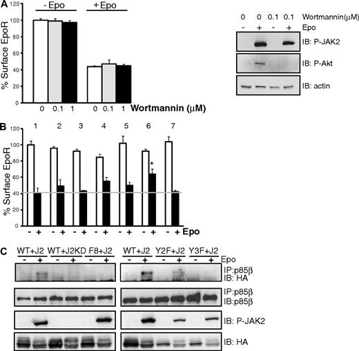 Figure 6. p85α and p85β are important in mediating EpoR internalization. (A) Wortmannin treatment does not affect EpoR internalization. γ2A cells stably expressing HA-EpoR and JAK2 were treated with wortmannin for 2 hours at indicated concentrations followed by Epo stimulation. At 45 minutes after Epo stimulation, surface EpoRs were quantified by flow cytometry. Wortmannin inhibited AKT activation as detected by phospho-AKT antibodies. (B) Dominant-negative forms of p85α and p85β impair EpoR internalization. Epo-induced EpoR internalization was measured by flow cytometry in γ2A cells stably expressing HA-EpoR and JAK2 transiently transfected with vectors expressing the N or C terminal-SH2 domains from p85α and p85β. (1) vector control; (2) p85α N-terminal SH2; (3) p85α C-terminal SH2; (4) p85β N-terminal SH2; (5) p85β C-terminal SH2; (6) p85α and p85β N-terminal SH2s; (7) p85α and p85β C-terminal SH2s. *P = .001 (unpaired t test) versus control. (C) p85β binds EpoR on ligand stimulation. γ2A cells stably expressing HA-EpoR and JAK2 were transiently transfected with vectors expressing full-length p85β. At 48 hours after transfection, cells were starved overnight and treated with Epo for 10 minutes. Cell lysates were subjected to immunoprecipitation by p85β antibodies and immunoblotted with anti-HA antibody for the receptor. Cell lysates were also subjected to immunoblotting with antibodies to active JAK2 (P-JAK2), p85β, and HA. IP indicates immunoprecipitation; and IB, immunoblot.