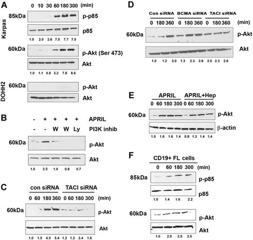 Figure 4. APRIL stimulates PI3K and Akt activation. (A) Karpas cells were stimulated for the indicated times with APRIL, and phosphorylation of p85 and Akt (Ser473) was analyzed by Western blot. (B) Karpas cells were treated with 100 nM or 500 nM wortmamnin or 10 μM LY294002, and then stimulated with APRIL for 180 minutes and were analyzed for Akt phosphorylation. (C) Karpas cells transfected with control or TACI siRNA (100 nM) were stimulated with APRIL for indicated times and analyzed for Akt phosphorylation. (D) DHL-6 cells were transfected with control, TACI, or BCMA siRNA (100 nM) for 72 hours and subsequently induced with APRIL for the indicated times and analyzed for Akt phosphorylation. (E) Karpas cells were stimulated with APRIL or APRIL and heparin for the indicated time and analyzed for Akt phosphorylation. (F) CD19+ FL B cells were treated with APRIL for the indicated time and analyzed for p85 and Akt phosphorylation. Data from a representative patient are shown (n = 3). Densitometric values are listed below each blot.