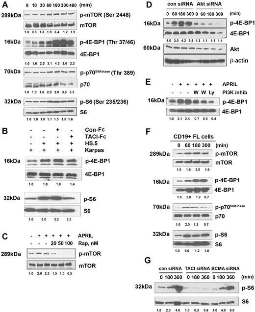 Figure 5. APRIL induces phosphorylation of mTOR and is substrates. (A) Karpas cells were stimulated for the indicated times with APRIL and analyzed for phosphorylation of mTOR, 4E-BP1, p70S6 kinase, and S6. (B) Karpas cells were cultured alone or cocultured with irradiated HS.5 cells in the presence of TACI-Fc (5 μg/mL) or control-Fc (5 μg/mL) and activation of S6 and 4EBP1 by Western blot. Data from a representative experiment are shown (n = 3). (C) Karpas cells were treated with the indicated doses of rapamycin and then stimulated with APRIL for 180 minutes, and were analyzed for mTOR phosphorylation. (D) Karpas cells were transfected with control or Akt siRNA, and then were treated with APRIL for indicated times and analyzed for 4E-BP1 phosphorylation. Expression of Akt and β-actin is shown as controls. (E) Karpas cells were treated with 100 nM or 500 nM wortmamnin or 10 μM LY294002, and then stimulated with APRIL for 180 minutes, and were analyzed for 4E-BP1 phosphorylation. (F) CD19+ FL B cells were treated with APRIL for the indicated time and analyzed for mTOR, 4E-BP1, p70S6 kinase, and S6 phosphorylation. Data from a representative patient are shown (n = 3). (G) DHL-6 cells were transfected with control, TACI, or BCMA siRNA (100 nM) for 72 hours, and subsequently induced with APRIL for the indicated times and analyzed for S6 phosphorylation. Densitometric values are listed below each blot.