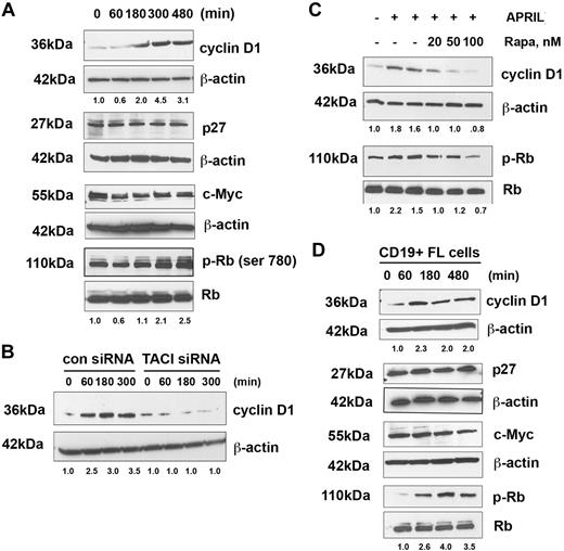 Figure 6. APRIL induces expression of cyclin D1 and phosphorylation of Rb. (A) Karpas cells were stimulated for the indicated times with APRIL and analyzed for expression of cyclin D1, p27, c-myc, and phosphorylation of Rb. (B) Karpas cells transfected with control or TACI siRNA were treated with APRIL for indicated times and analyzed for cyclin D1 expression. (C) Karpas cells were treated with the indicated doses of rapamycin, and then stimulated with APRIL for 180 minutes, and analyzed for cyclin D1 expression and Rb phosphorylation. (D) CD19+ FL B cells were treated with APRIL for the indicated times and analyzed for expression of cyclin D1, p27, c-myc, and phosphorylation of Rb. Data from a representative patient are shown (n = 3). Densitometric values are listed below each blot.