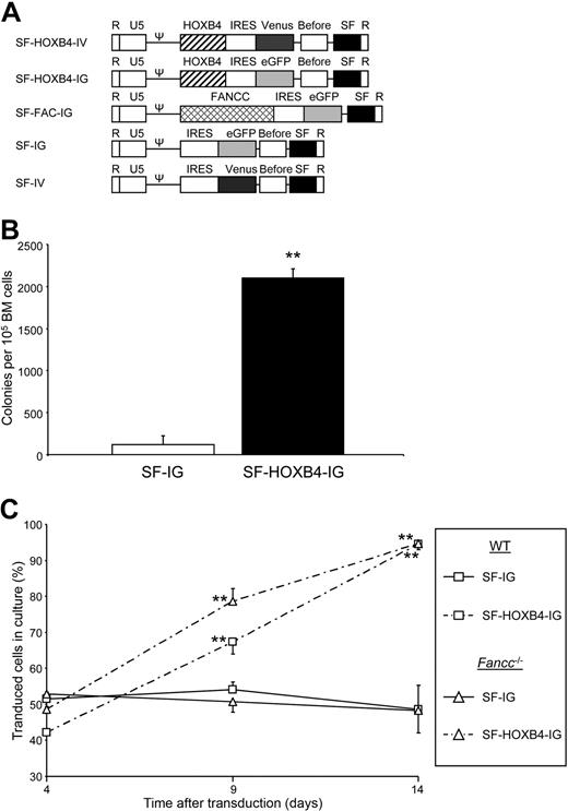 Figure 1. Retrovirus vectors and in vitro expansion of transduced Fancc−/− BM cells. (A) Retroviral vectors used in this study. SF indicates enhancer/promoter from the spleen focus forming virus long terminal repeat; FANCC, cDNA encoding the human FA complementation group C protein; HOXB4, cDNA encoding the human homeobox cluster B paralog group 4 protein; IRES, the internal ribososome entry site from encephalomyocarditis virus; eGFP, enhanced green fluorescent protein; Venus, modified version of yellow fluorescent protein; Pre, truncated version of the woodchuck hepatitis virus posttranscriptional regulatory element, which lacks any X protein coding sequence; Ψ, packaging signal. (B) Preservation of colony forming activity after in vitro culture. C57B6 LSK BM cells were transduced twice with either SF-HOXB4-IG or SF-IG at an MOI of 6 and cultured for an additional 14 days. The initial transduction frequency was 48.2% plus or minus 0.6% for SF-HOXB4-IG versus 55.1% plus or minus 1.5% for SF-IG–transduced LSK cells based on fluorescence at day 2 after transduction. BM was then plated out in methylcellulose, as described in “Colony-forming assays” and colonies were scored 7 days later. Data represent the mean of 3 independent experiments plus or minus SEM. □ represents SF-IG; ■, SF-HOXB4-IG. **P < .01 compared with SF-IG–transduced group by Student t test. (C) In vitro expansion of BM cells transduced with SF-HOXB4-IG. LSK BM cells from either C57B6 or Fancc−/− mice were transduced with either SF-HOXB4-IG or SF-IG and were then cultured for an additional 14 days. The percentage of eGFP+ cells in culture was determined at days 4, 9, and 14 after transduction. Data represent the mean of 5 or 6 independent experiments plus or minus SEM. □ represents C57B6 BM; Δ, Fancc−/− BM; —, SF-IG; , SF-HOXB4-IG. **P < .01 compared with corresponding SF-IG transduced group by Student t test.