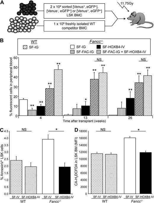 Figure 3. Effect of HOXB4 expression on engraftment, survival, and ROS. (A) Schematic representation of competitive repopulation assay used to assess relative engraftment potential of gene-modified HSC populations. (B) Competitive repopulation of transduced BM as measured by the percentage fluorescent-positive cells in peripheral blood. At the indicated time points after transplantation, the contribution of gene modified cells to the production of peripheral blood leukocytes was analyzed by flow analysis. Percentages: □ represents Fancc−/− + SF-IG; , Fancc−/− + SF-FAC-IG; ■, Fancc−/− + SF-HOXB4-IV; ▨, Fancc−/− + SF-HOXB4-IV + SF-FAC-IG; , WT + SF-IG–transduced cells in the peripheral blood. Data represent the mean plus or minus SEM of 2 independent experiments incorporating 5 to 14 mice per experimental group. *P < .05, **P < .01 compared with Fancc−/− + SF-IG group (Wilcoxon rank sum test). NS indicates not significant. (C,D) Apoptosis and ROS levels in transduced BM. LSK BM from C57B6 or Fancc−/− mice were transduced with either SF-IV or SF-HOXB4-IV. At 2 days after transduction, BM was stained with antibodies directed against lineage markers, c-Kit and Sca-1, in addition to staining with either (C) annexin V or (D) H2DCFDA. Data represent the least squares mean estimates plus or minus SEM from mixed-effects model analysis of 5 or 6 independent experiments. □ represents Fancc−/− + SF-IV; ■, Fancc−/− + SF-HOXB4-IV; , WT + SF-IV; and ▩, WT + SF-HOXB4-IV. *Significant after multiple comparison adjustment (P < .05) by Tukey method.