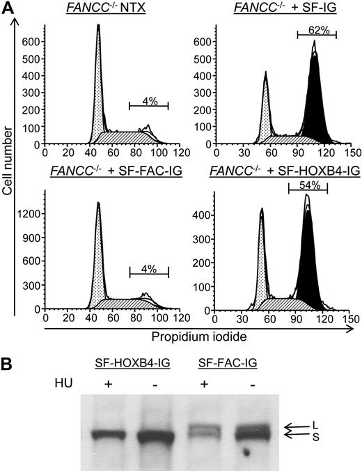 Figure 4. Characterization of the FA cellular phenotype in transduced hematopoietic cells. (A) G2/M arrest of transduced LCLs after treatment with melphalan. The human FANCC−/− lymphoblast cell line HSC536-FAC was transduced with the indicated retroviral vectors. The transduced cells were then treated with melphalan as described in “Methods analysis of G2/M arrest and FANCD2 monoubiquitination in human LCLs.” The proportion of eGFP+ cells in G2/M after melphalan treatment is indicated. NTX indicates nontreated. ▩ represents G0/G1; ▨, S; and ■, G2/M. (B) FANCD2 mono-ubiquitination in transduced LCLs after treatment with hydroxyurea. HSC526-FAC cells were transduced with the indicated retroviral vectors and were then either subject to treatment with hydroxyurea (HU) before cell lysis (+) or were directly lysed without treatment (−). Immunoblot was then performed to visualize the relative abundance of long-form mono-ubiquitinated FANCD2 (L) and short-form nonubiquitinated FANCD2 (S).