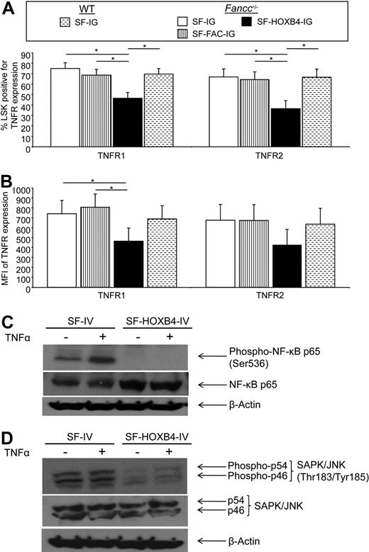 Figure 5. Determination of TNF-α receptor expression levels in transduced LSK BM by flow. Transduced murine BM cells were isolated by flow sort and were cultured for 7 days. Cells were then stained with antibodies directed against lineage markers, c-Kit, Sca-1, and either TNFR1 or TNFR2. (A) The mean percentage of TNFR1+ or TNFR2+ LSK cells and (B) the mean fluorescent intensity of staining for TNFR1 or TNFR2 within different retroviral transduced populations. Data represent the least squares mean estimates plus or minus SEM from mixed-effects model analysis of 3 or 4 independent experiments. □ represents Fancc−/− + SF-IG; , Fancc−/− + SF-FAC-IG; ■, Fancc−/− + SF-HOXB4-IG; , WT + SF-IG. *Significant after multiple comparison adjustment (P < .05) by Tukey method. (C,D) 32D cells were transduced with either SF-IV or SF-HOXB4-IV, and Venus+ cells were isolated by flow sorting 2 days after transduction and expanded for 4 days in vitro. Expanded cells were harvested and treated either with 20 ng/mL TNF-α (+) or with an equivalent volume of PBS (−). After 5 minutes of incubation at 37°C, cells were harvested and lysed. The lysate from 2 × 105 cells was probed by immunoblot using an antibody specific for (C) NF-κB p65 phosphorylated at the Ser536 residue or (D) SAPK/JNK phosphorylated at the Thr183/Tyr185 residues. Membranes were then sequentially stripped of antibody and reprobed with antibodies against either total NF-κB p65 and then β-actin; or total SAPK/JNK and then β-actin.