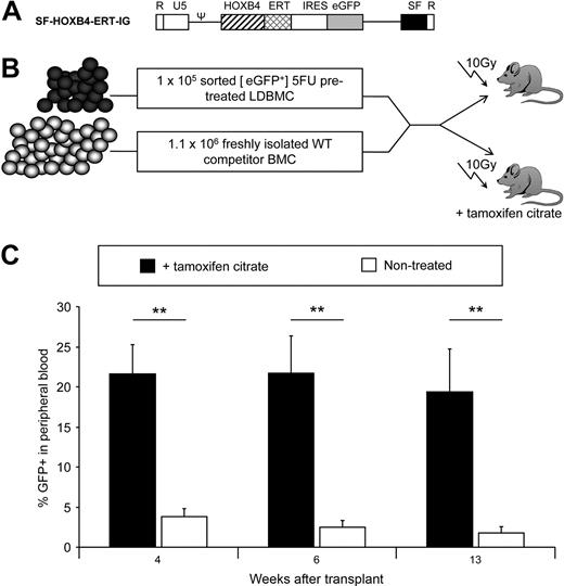Figure 6. Inducible activation of HOXB4 in vivo. (A) Retroviral vector used in this study. ERT indicates mutated ligand binding domain of murine estrogen receptor-α. (B) Schematic representation of competitive repopulation assay used to assess relative engraftment potential of gene-modified HSC populations in the presence or absence of active HOXB4 as induced by tamoxifen citrate treatment. (C) Competitive repopulation of transduced BM as measured by the percentage of fluorescent-positive cells in peripheral blood. At the indicated time points after transplantation, the contribution of gene modified cells to the production of peripheral blood leukocytes was analyzed by flow analysis. The mean percentage of WT + SF-HOXB4-ERT-IG–transduced cells in the peripheral blood of transplanted recipients is shown plus or minus SEM. ■ represents recipients of 100 μg/mL tamoxifen citrate in drinking water; and □, nonrecipients of tamoxifen citrate. **P < .01, Student t test; n = 5 mice per group.