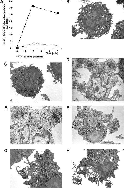 Figure 2. Neutrophils effectively phagocytose activated platelets. Resting or activated platelets were incubated with neutrophils at a 20:1 ratio. At different times (x axis, minutes) cells were fixed and processed for electron microscopy. (A) For each sample, 40 to 50 neutrophils were randomly selected and analyzed for the presence of internalized platelets. Neutrophils with at least 1 platelet completely included in a phagosome were considered positive. Data are expressed as mean ± SD of the percentage of neutrophils with internalized platelets; n = 5. (B) Representative electron microscopy of neutrophils cultured alone. (C) Representative electron microscopy of neutrophils incubated with resting platelets. (D-H) Representative electron microscopy of neutrophils incubated with activated platelets.