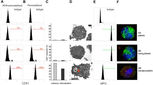 Figure 3. Interaction with activated platelets results in adhesion, phagocytosis, and neutrophil MPO depletion. Purified neutrophils were incubated alone (without platelets) or challenged with resting or activated platelets at a platelet-to-neutrophil ratio of 20:1. (A) Platelet adhesion was evaluated by flow cytometry, assessing the CD61 platelet antigen in nonpermeabilized neutrophils. (B) Internalization was assessed by the CD61 expression after permeabilization of the neutrophil plasma membrane. (C) Neutrophils with adhering () or internalized platelets (■) were calculated. (D) Representative electron micrographs show that only neutrophils challenged with activated platelets were involved in phagocytosis (red arrow). (E) MPO content was assessed in parallel by flow cytometry: neutrophils degranulate after recognition of activated platelets. (F) Confocal microscopy allows the simultaneous assessment of intracellular platelets, revealed by the platelet GPIbα antigen (red), and MPO (green). Nuclei were counterstained with DAPI (blue). Neutrophils involved in recognition and clearance of activated platelets underwent MPO depletion. Data reported are from representative experiments (flow cytometry n = 16, confocal microscopy n = 10, electron microscopy n = 7).