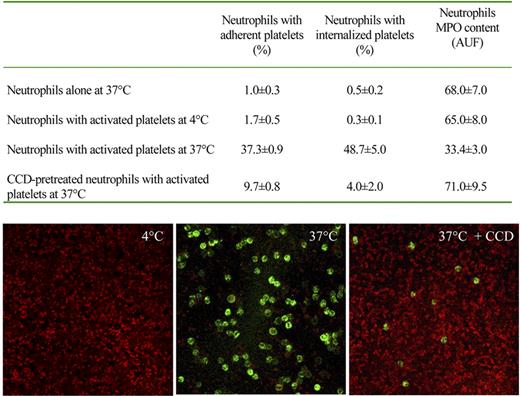 Figure 4. Platelet phagocytosis requires integrity and function of the actin-based cytoskeleton. Neutrophils were incubated in the presence or the absence of activated platelets for 5 minutes at 37°C or 4°C. Phagocytosis of platelets, assessed by flow cytometry as described in “Adhesion and phagocytosis,” occurred at 37°C and abated in conditions in which the assembly of the actin-based cytoskeleton was prevented by pretreatment with cytochalasin D (CCD) or by nonpermissive temperatures (4°C). In these conditions, degranulation was also inhibited, as revealed by MPO content of neutrophils. Consistent results were observed by confocal microscopy: glass-adhered platelets were activated with thrombin (0.5 U/mL) for 2 minutes, washed, and incubated in the presence of purified autologous neutrophils. Platelets were revealed by staining with antiplatelet glycoprotein Ib mAbs (red) and neutrophils with anti-CD66b mAb (green). At 4°C, sample washings removed neutrophils that did not firmly adhere; at 37°C neutrophils are evident, whereas extracellular platelets were not any more detectable; in the presence of cytochalasin D, few scattered neutrophils and extracellular platelets are evident.