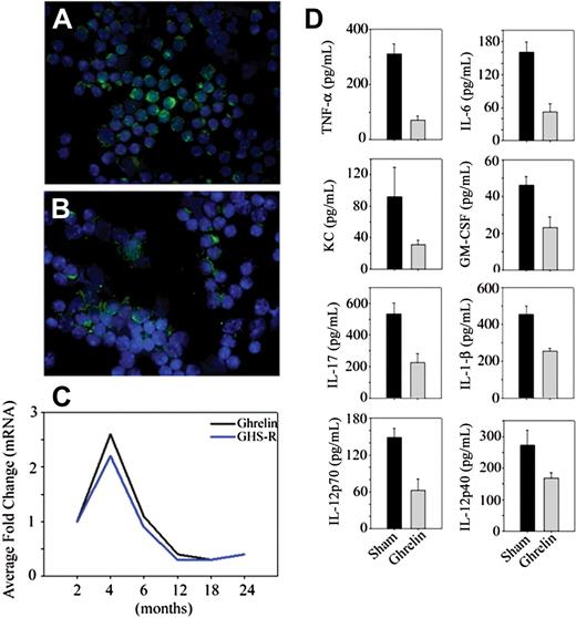 Figure 2. Age-related reduction in ghrelin expression and inflammation. Nonfractionated splenic T cells from (A) 2-month-old and (B) 24-month-old BALB/C mice were separated using negative selection and labeled with ghrelin; nuclei were counterstained with DAPI. (C) The ghrelin mRNA expression in spleen was studied by real-time PCR analysis. The threshold amplification values (Ct) of 4 to 6 mice per group were collapsed and normalized to GAPDH and are presented as fold change. (D) Ghrelin was infused at a concentration of 1.25 μg/hour (levels corresponding to fasting ghrelin peripheral concentration of young mice) for 2 weeks (n = 8), whereas control BALB/c mice were implanted with osmotic pumps containing the PBS vehicle alone. The circulating cytokines were measured using a bead based multiplex assay kit in serum of 20-month-old mice. In all cases, the differences between sham control– and ghrelin-treated mice were significantly different (P < .05). In contrast to the studies by Xia et al,21 we failed to observe any inhibition of T-cell proliferation or alterations in T-cell viability in response to ghrelin treatment that may account for the inhibitory effects of ghrelin on cell activation (data not shown).