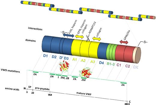 Figure 1. Schematic representation of VWF. VWF is synthesized as a pre-pro-VWF that comprises a 22-residue signal peptide, a 741-residue propeptide, and the 2050-residue mature subunit. After removal of the signal peptide (SP), pro-VWF subunits associate in the endoplasmic reticulum in “tail-to-tail” dimers by the formation of disulfide bonds between the cysteine-rich carboxyl-terminal CK domains, after which dimers further multimerize by forming “head-to-head” disulfide bonds between the amino-terminal cysteine-rich D3 domains in the Golgi. The propeptide and the mature subunit form pro-VWF (2791 residues) consisting of 4 types of repeated domains as indicated. Crystal structures for the A16 and A37 domains are depicted. The main binding sites that are important for the hemostatic function of VWF are indicated together with the ADAMTS13 cleavage site. Major regions in which mutations have been found that are associated with VWD types 1 and 2 are also shown.