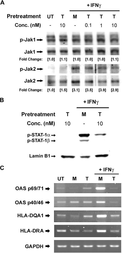 Figure 2. Tat inhibits the nuclear translocation of IFNγ-activated pSTAT1 and the expression of ISGs. (A) PBMos were untreated (UT), mock treated (M), or treated with indicated concentrations of Tat (T) for 4 hours and followed by the treatment of IFNγ (100 U/mL) for 5 minutes. Cell lysates were examined by Western blotting using anti-pJak1 or -pJak2 antibodies. Total Janus kinases were probed as loading control. The levels of phosphorylation were normalized with total Jak1 and Jak2, respectively, whereas the fold changes of individual treatment with reference to the untreated were indicated. (B) PBMos were pretreated with mock (M) or Tat (T) for 4 hours and then stimulated with IFNγ (100 U/mL) as indicated on top of each panel. Nuclear extracts harvested were examined by Western blotting using anti-pSTAT1 antibodies. Lamin B1 was probed as loading control. (C) PBMos were untreated (UT), mock treated (M), or Tat treated (T, 10 nM) for 4 hours and followed by the treatment of IFNγ (100 U/mL) for 16 hours. The expression of IFNγ-inducible genes was examined using RT-PCR. GAPDH was used as a loading control.