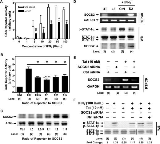 Figure 4. SOCS-2 abrogates IFNγ-induced GAS luciferase reporter activity. (A) HEK293 cells were transfected with pGL3-8xGAS reporter vector, together with either parental pcDNA vector (w/o SOCS-2) or pcDNA-SOCS-2 expression vector (SOCS-2) for 24 hours. HEK transfectants were then stimulated with indicated concentrations of IFNγ for 16 hours. The luciferase activities were determined by Dual-Luciferase reporter assay system using FusionTM-αFP microplate reader. (B) HEK293 cells were transfected with pGL3-8xGAS reporter vector and either pcDNA (parental) or pcDNA-SOCS-2 expression vector at indicated ratio for 24 hours. Cells were then stimulated with mock (Ctrl) or IFNγ (10 U/mL) for 16 hours. The luciferase activities were determined as described for panel A. All data were plotted as mean values ± SEM of at least 3 independent experiments in duplicates. The statistical analysis was done by comparison between groups using the Student t test. *P < .05 was considered statistically significant. (C) The overexpression of SOCS-2 protein in HEK transfectants was verified by Western blotting using specific anti–SOCS-2 antibodies. Actin was shown as loading control. Vertical line has been inserted to indicate a repositioned gel lane. (D) The role of SOCS-2 in inhibition of STAT1 phosphorylation was verified by overexpression study. HEK cells transiently transfected with pcDNA (lane 3, Ctrl) or pcDNA-SOCS-2 (lane 4, S2) were subjected to IFNγ treatments (20 U/mL) as indicated. Untreated (lane 1, UT) and lipofectamine treated (lane 2, LF) were shown as control. Overexpression of SOCS-2 transcripts was confirmed by RT-PCR (D top panel). Cell lysates were examined by Western blotting using anti-pSTAT1 antibodies, whereas the overexpression of SOCS-2 was verified using anti–SOCS-2 antibodies (D bottom panel). Total STAT1 was probed as a loading control. (E) To further confirm the role of SOCS-2 in inhibition of IFNγ signal transduction, CD14+ PBMos were transfected with either control siRNA or SOCS-2 siRNA, and later treated with Tat for 5 hours as indicated. The siRNA-mediated SOCS-2 knockdown in PBMos was verified using RT-PCR (lane 4 vs lane 3). (F) PBMos transfected with either control siRNA or SOCS-2 siRNA were pretreated with Tat for 5 hours and followed by IFNγ treatment for 10 minutes. The phosphorylation levels of STAT1 were examined by Western blotting using anti-pSTAT1 antibodies (lane 4 vs lanes 3 and 5). Total STAT1 was probed as a loading control. The levels of phosphorylation were normalized with total STAT1, whereas the fold changes of individual treatment with reference to the untreated were indicated. Fold change refers to measurement of the indicated band by densitometry. A representative figure of 6 independent experiments on PBMos from different donors was shown. Vertical lines have been inserted to indicate a repositioned gel lane.