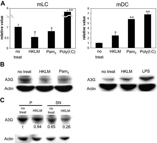 Figure 7. TLR2, but not TLR3, stimulation negatively modulates A3G expression levels in mLCs. mLCs and mDCs were cultured in medium alone or with 5 × 108/mL HKLM, 5 μg/mL Pam3CSK4, or 20 μg/mL poly(I:C) for 24 hours before HIV exposure. Expression of A3G in mLCs and mDCs was assessed using qPCR (A) or Western blotting (B). Results are shown as means plus or minus SD (*P < .05; **P < .01). Alternatively, cells were lysed and centrifuged at high speed, with equal volumes of the P fraction and the SN fraction, and then analyzed for A3G expression by Western blotting. A3G expression was quantified, with a value of 1 assigned to the pellet fraction in nontreated cells (C). All data shown represent at least 2 separate experiments.