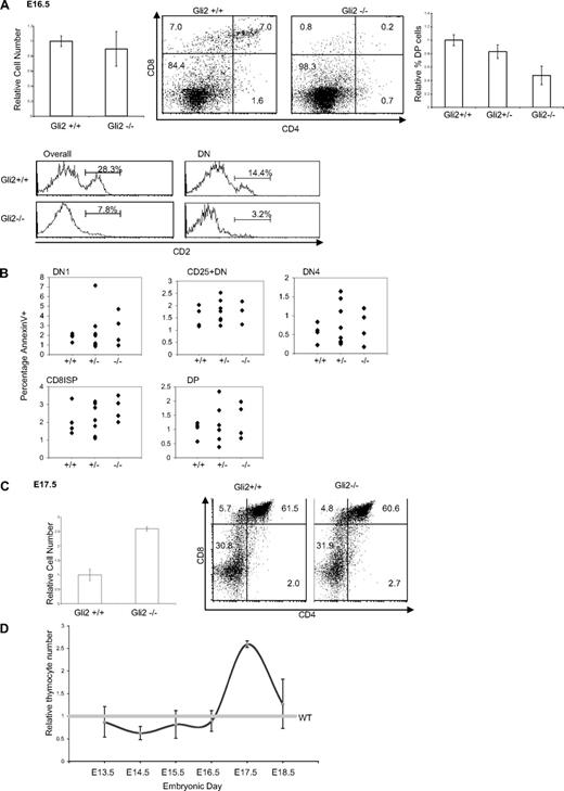 Figure 3. Reduced transition from DN to DP in E16.5 Gli2−/− mice. (A) Thymocyte development on E16.5 (WT, n = 7; Gli2+/−, n = 15; Gli2−/−, n = 7). Left bar chart shows relative number of thymocytes on E16.5. Error bars show SE. The difference between WT and Gli2−/− was not statistically significant. Dot plots show anti-CD4 and anti-CD8 staining on E16.5 thymocytes. Right bar chart shows the relative percentage of DP cells in E16.5 thymi. The difference between WT and Gli2−/− was statistically significant (P = .007). Histograms show CD2 expression in E16.5 thymi. Left panels: CD2 expression on all thymocytes. Right panels: CD2 expression on DN cells. The difference in percentage of CD2+ cells overall and on DN cells between Gli2+/+ and Gli2−/− thymi were statistically significant (P = .01 and P = .04, respectively). (B) Apoptosis in thymocyte populations on E16.5, measured by annexin V staining. Scatterplots show the percentage of annexin V+ cells in DN1, CD25+DN, DN4, CD8ISP, and DP thymocyte populations in WT (n = 4), +/− (n = 8), and −/− (n = 4) embryos. Mean percentage positive was: DN1 WT, 1.85; +/−, 2.29; −/−, 2.62. CD25+DN WT, 1.55; +/−, 1.79; −/−, 2.0. DN4 WT, 0.57; +/−, 0.78; −/−, 0.72. CD8ISP WT, 2.10; +/−, 2.19; −/−, 2.75. DP WT, 1.01; +/−, 1.21; −/−, 1.32. There were no significant differences in the mean number of annexin V+ cells between genotype of mice in any thymocyte population. (C) Thymocyte development on E17.5 (WT, n = 7; Gli2+/−, n = 4; Gli2−/−, n = 7). Relative thymocyte number on E17.5. The difference between WT and Gli2−/− was statistically significant (P = .02). Dot plots show anti-CD4 and anti-CD8 staining for E17.5 thymocytes. (D) Relative thymocyte number from E13.5 to E18.5, normalized to mean WT littermate value of 1.0. (For E18.5: WT, n = 5; Gli2+/−, n = 5; Gli2−/−, n = 5.) Error bars show SD.