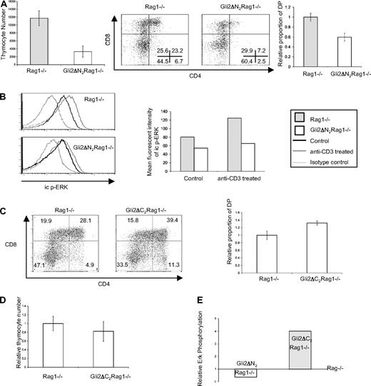 Figure 6. The effect of Gli2ΔN2 expression and Gli2ΔC2 expression on Rag1−/− FTOC stimulated with anti-CD3. (A) Right bar chart shows thymocyte number in E15.5 GliΔN2Rag1−/− FTOC (n = 5) and littermate Rag1−/− FTOC (n = 4), after treatment for 3 days with 1 μg/mL anti-CD3 mab. The difference was statistically significant (P = .008). Dot plots show CD4 and CD8 expression on Gli2ΔN2Rag1−/− FTOC (n = 5) and littermate Rag1−/− FTOC (n = 4), after treatment for 3 days with 1 μg/mL anti-CD3 mab. Left bar chart shows the relative proportion of DP cells in the same experiments. The difference between GliΔN2Rag1−/− and littermate Rag1−/− is significant (P = .009). Error bars show SD. (B) ERK phosphorylation in anti-CD3–treated Rag1−/− and GliΔN2Rag1−/− thymocytes. Histograms of icphospho-ERK levels in control (untreated) and anti-CD3–treated (5 × 106cells/mL activated with 10 μg/mL anti-CD3 mab cross-linked with biotinylated anti–hamster IgG for 2 minutes) thymocytes from Rag1−/− and GliΔN2Rag1−/−. Bar chart shows mean fluorescence intensity (MFI) of icphospho-ERK staining in control and anti-CD3–stimulated Rag1−/− (n = 3) and GliΔN2Rag1−/− (n = 3) thymocytes. (C) Dot plots show CD4 and CD8 expression on E15.5 Rag1−/− (n = 10) and GliΔ2C2Rag1−/− (n = 10) FTOC after treatment for 3 days with 1 μg/mL anti-CD3 mab. Bar chart shows the relative proportion of DP cells for anti-CD3–treated Gli2ΔC2Rag1−/− FTOC and littermate Rag1−/− FTOC. The difference is significant (P = .001). Error bars show SD. (D) Relative thymocyte number in Gli2ΔC2Rag1−/− FTOC and littermate Rag1−/− FTOC, 3 days after anti-CD3 treatment. There was no significant difference. Error bars show SD. (E) Relative change in ERK phosphorylation in anti-CD3–treated Gli2ΔC2Rag1−/− (5 × 106cells/mL activated with 10 μg/mL anti-CD3 mab cross-linked with biotinylated anti–hamster IgG for 2 minutes; and Gli2ΔN2Rag1−/−, n = 3) thymocytes, normalized to that of their Rag1−/− littermate controls. Error bars show SE.