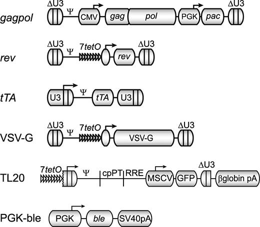 Figure 1. Schematic maps of constructs used in the construction of packaging and producer cell lines. gagpol, rev, rTA, and VSV-G are γ-retroviral vector genomes, shown in their integrated, proviral form; ΔU3 denotes a SIN LTR, U3 denotes a non-SIN LTR, 7tetO indicates a doxycycline repressible promoter, and pac (puromycin N-acetyltransferase) confers resistance to puromycin. TL20 and PGK-ble are transfected DNA expression cassettes for a lentiviral vector genome and bleomycin resistance, respectively. The lentiviral vector genome produced from the doxycycline repressible TL20 cassette is identical to that produced by the CL20 vector plasmid used in transient transfections.