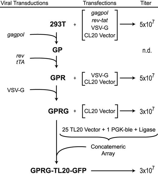 Figure 2. Flow chart showing genealogy of cell lines and their titer output after induction and/or transient transfection. Transiently transfected components are indicated by brackets (see “Methods” for plasmid designations). Cell line names are in bold, and viral transductions with constructs diagrammed in Figure 1 are indicated on the left. Unconcentrated supernatant titers, in HeLa TU/mL, are shown on the right.