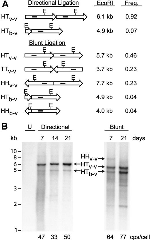 Figure 5. Optimized concatemeric array transfection for efficient stable producer cell engineering. (A) Diagrammatic representation of vector (long arrows) and ble (short arrows) ligation events, with the theoretically expected molar frequency of that event in the reaction and the fragment sizes after EcoRI digestion. E, location of EcoRI sites. Solid interior rectangles indicate approximate location of probe for Southern blot in panel B. Note that the 3.7-kb TTv-v fragment does not contain a probe target and so is not visualized on the Southern blot. HH, head-to-head; TT, tail-to-tail; HT, head-to-tail; v-v, vector-to-vector ligation; b-v, ble-to-vector ligation. (B) Southern blot analysis of EcoRI-digested, concatemerized vector DNA after selection in GPRG packaging cells for the indicated number of days, probed with a fragment of the vector genome (indicated in panel A). U, untransfected GPRG cells. Sizes from standards are indicated (in kb) at left. Designations in the center correspond to those in panel A. Real-time PCR quantitated vector copy numbers for each population are indicated at the bottom (in copies/cell).