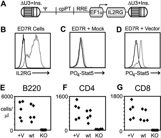 Figure 6. EF1α-driven human common γc vectors for clinical gene therapy. (A) Schematic map of the EF1α-hgcOPT vector expressing codon-optimized human γc cDNA. (B-D) In vitro correction of ED7R cells after transduction with EF1α-driven common γc vector containing the 400-bp insulator. (B) Staining with antibody specific for human common γc after transduction with vector (gray line) or mock (black line) supernatants. Staining with antibody specific for phosphorylated Stat5 is shown for mock (C) and vector-transduced (D) cells either with (gray line) or without (black line) stimulation by IL-2. (E-G) In vivo correction of SCID-X1 mouse bone marrow with EF1α vector containing 2 × 250-bp insulator elements. Absolute lymphocyte cell counts determined by staining for the indicated antigen for B cells (E), CD4+ T cells (F), and CD8+ T cells (G) at 10 weeks post transplantation are shown for both vector (+V) and mock (KO) transduced IL2RG−/− bone marrow–transplanted mice, compared with wild-type (wt) mice. Each diamond represents 1 mouse.
