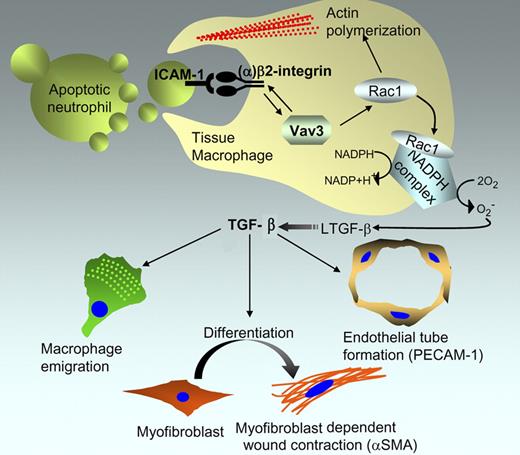 Proposed role of Vav3 in formation of the macrophage phagocytic synapse and its implications in wound regeneration. Based on the study by Sindrilaru et al, Vav3 stimulates a bidirectional signal to control (1) the avidity of CD18/β2 integrin toward ICAM on the apoptotic cell, and (2) the β2-integrin activation of Rac1 to stimulate phagocytosis and activate the NADPH complex that generates reactive oxygen species to activate latent TGF-β. Active TGF-β, in turn, coordinates a response within the microenvironment by acting on multiple cells, including macrophages, myofibroblasts, and endothelial cells that control wound healing.