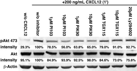 Figure 5. Activation of Akt after stimulation with CXCL12 is inhibited by PIK-90 and PI-103. After preincubation with the PI3K inhibitors that are indicated above the bands, CLL B cells were stimulated with CXCL12 for 1 minute and then lysed. The phosphorylated forms of Akt (p473; p308 not shown) were visualized by Western blot, and the band intensities were analyzed using the Software LabImage 1D. The relative band intensities compared with the band intensity of the control sample (+CXCL12, no PI3K inhibitor, 100%) are indicated below each band. PIK-90 and PI-103 reduced the p473 phosphorylation of Akt by approximately 50% compared with the control. In contrast, the inhibitory effects of TGX115 and Ly294002 on CXCL12-induced Akt phosphorylation were minor. The figure shows data from 1 representative patient sample of 3 patient samples with similar results.