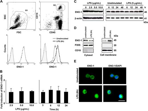 Figure 1. LPS stimulates the translocation to the cell surface, but does not alter total cellular abundance of ENO-1 in human PBMos. (A) Flow cytometric analysis of human blood cells (R1; top left) for ENO-1 expression in PBMos identified as CD45/CD14-positive cells (R2; top right); histogram overlay illustrating ENO-1 cell-surface expression (open histogram) in PBMos and isotype control (shaded histogram; bottom left); histogram overlay of ENO-1 cell-surface expression (open histograms) on PBMos after stimulation with 5 μg/mL LPS for 6 hours (bold line) versus unstimulated (thin line) and isotype control (shaded histogram; bottom right). (B,C) Dose-response (left panels) and time course (right panels) of ENO-1 expression in PBMos after LPS stimulation as assessed by (B) real-time polymerase chain reaction (PCR) and (C) Western blot. Real-time PCR results are expressed as the fold-increase in ENO-1 expression (normalized for β-actin expression) versus values obtained for unstimulated cells, and are mean ± SD; n = 5. The Western blot illustrated is from 1 representative experiment of 4. (D) Western blot demonstrating ENO-1 cellular localization after stimulation of PBMos with 5 μg/mL LPS for 6 hours. Cells were surface-biotinylated and then lysed, and membrane proteins were separated from cytosolic fractions using streptavidin beads. The purity of cytosolic and cell membrane fractions was assessed by probing the samples for CD18 and P20S (the 20S subunit of the proteasome), respectively. The Western blot illustrated is from 1 representative experiment of 4. (E) Immunofluorescence for the detection of ENO-1 on unstimulated and LPS-treated (5 μg/mL, 6 hours) PBMos. Original magnification 63×/1.32-0.6 oil objective. Scale bar, 5 μm.