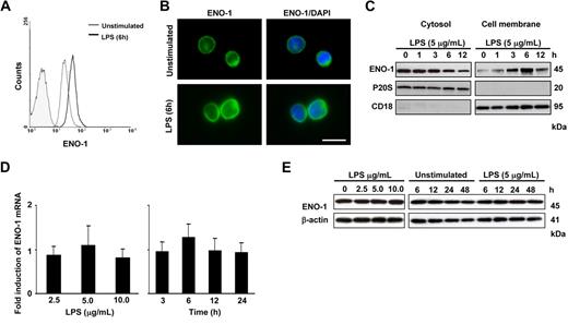 Figure 2. LPS increases the cell-surface abundance of ENO-1 on U937 cells. (A) Histogram overlay of ENO-1 cell-surface expression (open histograms) on U937 cells after stimulation with 5 μg/mL LPS for 6 hours (bold line) versus unstimulated (thin line) and isotype control (shaded histogram). (B) Immunofluorescence for ENO-1 on unstimulated and LPS (5 μg/mL, 6 hours)–treated U937 cells. Original magnification 63×/1.32-0.6 oil objective. Bar size 5 μm. (C) Western blot demonstrating the cellular localization of ENO-1 after stimulation with 5 μg/mL LPS for 0 to 12 hours. Cells were surface-biotinylated, and streptavidin beads were used to separate membrane proteins from proteins resident in the cytosol. The purity of cell membrane and cytosolic fractions was assessed by probing the samples for P20S and CD18, respectively. The Western blot illustrated is from 1 representative experiment of 4. (D,E) Dose response (left panels) and time course (right panels) of ENO-1 expression in U937 cells after LPS stimulation as assessed by (D) real-time PCR and (E) Western blot. Real-time PCR results are expressed as the fold-increase in ENO-1 expression (normalized for β-actin expression) versus values obtained for unstimulated cells and are mean ± SD; n = 5. The Western blot illustrated is from 1 representative experiment of 4.