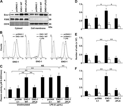 Figure 5. Overexpression of ENO-1 by U937 cells increased cell-surface plasmin generation and enhanced directed migratory, transmigratory, and invasive properties. (A) ENO-1 expression was examined in stably transfected U937 cells overexpressing ENO-1 wild-type (ENO-1WT) or ENO-1 lacking the plasminogen binding site (ENO-1ΔPLG), as well as in mock-transfected (pcDNA3.1) or native (−) cells. The ENO-1 located in the cytosol (left panels) or associated with the cell membrane (right panels) was determined by Western blot. The purity of cytosolic and membrane fractions was assessed by probing the samples for CD18 and P20S, respectively. The Western blot illustrated is from 1 representative experiment of 4. (B) Comparison of ENO-1 cell-surface expression by U937 stable transfectants using flow cytometry. (Left panel) Unstimulated cells transfected with pcDNA3.1 (thin line) versus ENO-1WT (bold line); (middle panel) ENO-1WT–transfected cells stimulated with LPS (5 μg/mL, 6 hours; bold line) versus unstimulated (thin line); (right panel) pcDNA3.1-transfected cells stimulated with LPS (5 μg/mL, 6 hours; bold line) versus unstimulated (thin line). Isotype controls are represented by the shaded histograms. One representative experiment of 3 is illustrated. (C) Plasmin proteolytic activity as measured by S-2251 degradation by stably transfected U937 cells as indicated, either in the absence or presence of LPS (5 μg/mL LPS, 6 hours). Data represent mean values ± SD from 4 independent experiments, each performed in quintuplicate. Directed migration (D), transmigration (E), and invasion (F) of unstimulated stably transfected U937 cells toward the chemokine MCP-1 (■), compared with basal activity in absence of MCP-1 (□). The experiments were conducted in analogy with those described in Figure 4. Data represent mean values ± SD from 4 independent experiments, each performed in quintuplicate. NS indicates not significant; *P < .05; **P < .01.