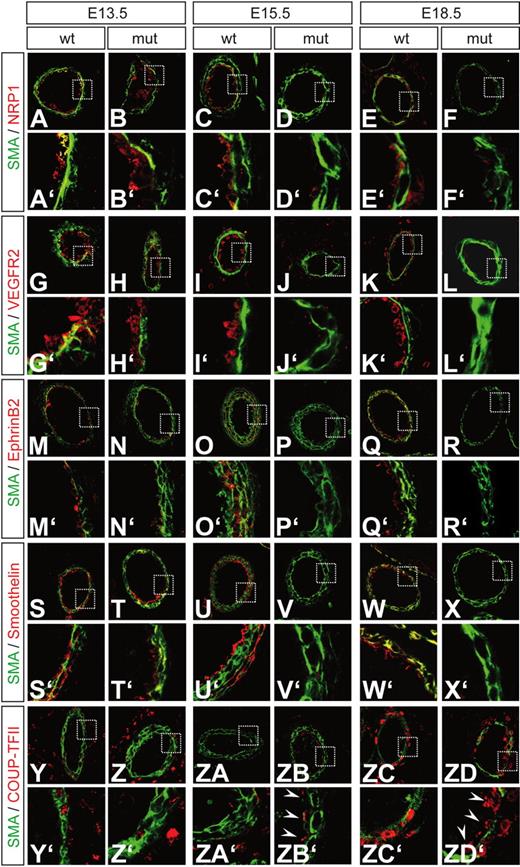 Figure 3. Arterial maker expression is severely reduced in Dll1 mutant embryos. At E13.5, mutant embryos still show normal expression of arterial markers comparable to wild-type embryos (A, B, G, H, M, N, S, T). At E15.5 and E18.5, the arterial markers Neuropilin1 (C-F), VEGFR2 (I-L), EphrinB2 (O-R) and Smoothelin (U-X) are severely reduced in arterial vessels. The venous marker COUP-TFII, which is normally expressed in perivascular cells surrounding arteries, is ectopically up-regulated in arterial endothelial cells (Y-ZD) at E15.5 (arrowheads in ZB′) and E18.5 (arrowheads in ZD′). Green indicates α-smooth muscle actin; red indicates antigen. A′ to ZD′ show magnifications of the boxed areas indicated in A-ZD.