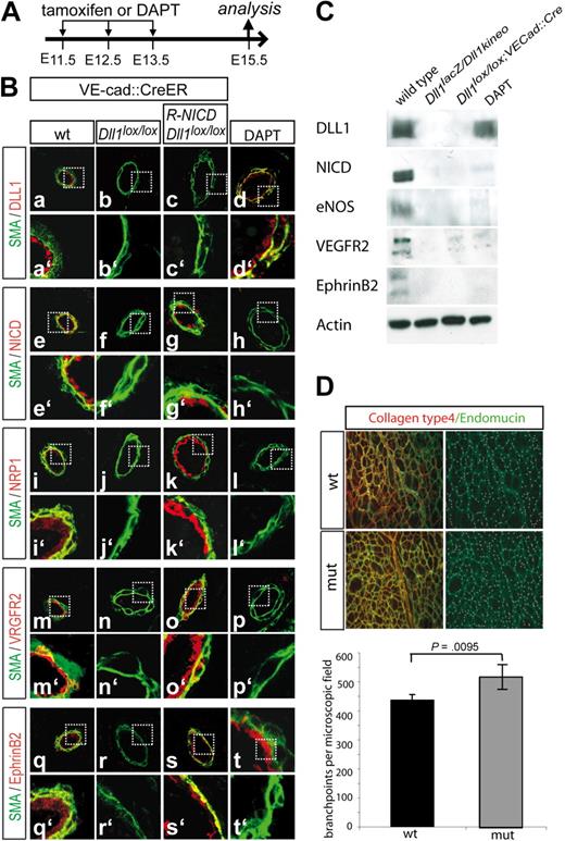 Figure 4. The endothelial-specific KO of Dll1 resembles the hypomorphic arterial phenotype and can be rescued by constitutive overexpression of activated Notch. (A) Regimen of Tamoxifen or DAPT application. Tamoxifen or the γ-secretase inhibitor DAPT was injected into pregnant mice on 3 consecutive days (E11.5-E13.5). Embryos were analyzed at E15.5. (B) Microphotographs of vessels stained with antibodies. Antibody staining for Dll1 shows that is successfully removed from the endothelium in tamoxifen-treated Dll1loxp; VE-Cadherin-Cre-ERT embryos (a,b). Notch activation is disturbed in these embryos (e, f) and the expression of the arterial markers Neuropilin1 (i,j), VEGFR2 (n,m) and EphrinB2 (q,r) is down-regulated. Concomitant endothelial-specific overexpression of constitutively active Notch (g) restored the expression of arterial markers (k,o,s). DLL1 expression is not affected by constitutive Notch activity (c). Administration of the γ-secretase inhibitor DAPT blocked Notch activation (h) and reduced arterial makers (l,p,t) similar to loss of DLL1-mediated Notch activation. DLL1 expression is not affected (d). Green indicates α-smooth muscle actin; red indicates antigen. a′ to t′ show magnifications of the boxed areas indicated in a through t. (C) Western blot analysis with protein lysates of the heart outflow tract confirmed the results obtained by immunohistochemistry. Actin was used as a loading control. (D) Increased capillary branching in the skin of E17.5 Dll1 hypomorphic embryos indicated by antibody staining for collagen typeIV (red) and endomucin (green). Data are mean values of 5 embryos per genotype. Bars indicate SD.