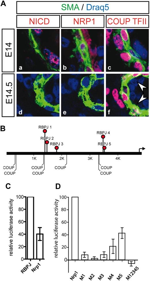 Figure 5. NRP1 expression depends on Notch activity. (A) Down-regulation of Neuropilin1 at E14.5 precedes up-regulation of COUP-TFII. At E14, Notch activation (a), and NRP1 and COUP-TFII expression (b,c) appeared normal in mutant embryos. At E14.5, Notch activity (d) and expression of Neuropilin1 (NRP1) was reduced (e), although COUP-TFII was not yet up-regulated in the arterial endothelium of E14.5 embryos (f). Green indicates α-smooth muscle actin; red indicates antigen. Nuclei are counterstained with Draq5 (blue). (B) Arrangement of RBPJκ and COUP-TFII binding sites in 5 kb of the Nrp1 promoter region. (C) The Neuropilin1 promoter responds to Notch1 activation in vitro. Coculture of CHO cells stably expressing Dll1 with HeLa-N1 cells activated an RBP-luc reporter (set as 100%) and less strongly the Nrp1-luc reporter. (D) Effective activation of the Nrp1 promoter fragment by Notch requires all RBPJκ binding sites. M1-M12345 refers to mutations in the binding sites indicated in panel B. Data are the results of 3 independent experiments. Bars indicate SD.
