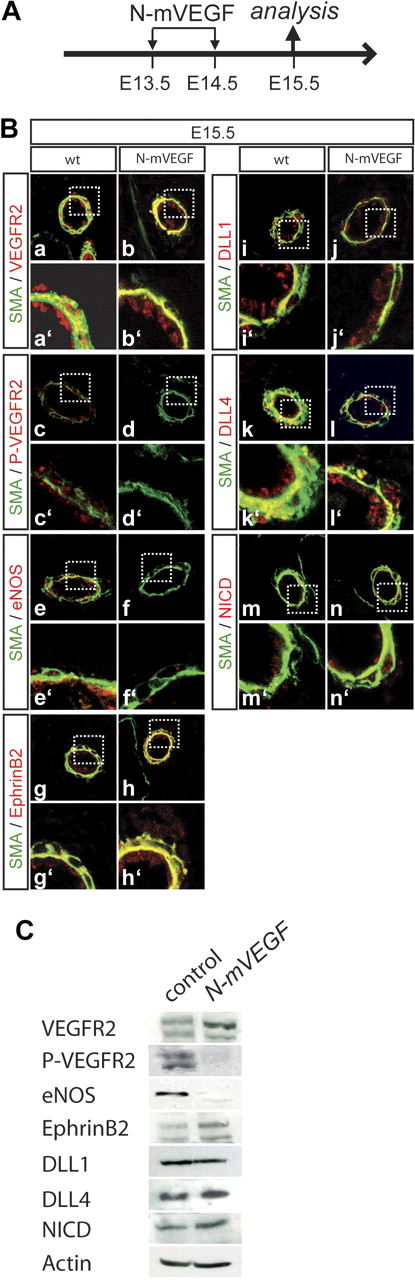 Figure 6. Blocking of VEGF signaling does not impair Notch signaling. (A) Regimen of antibody application. The neutralizing antibody against mouse VEGF (N-mVEGF) was injected into the tail vein on 2 consecutive days (E13.5 and E14.5), and embryos were analyzed at E15.5. (B) Analysis of VEGF-A and Notch activity. Staining for phosphorylated VEGFR2 and eNos as a downstream target of VEGFR2 confirms that VEGF-A signaling is effectively inhibited (a,b,e,f). VEGFR2 itself is still normally expressed (c,d). Notch activation (m,n), the expression of Notch ligands Dll1 and Dll4 (i,l) and of EphrinB2 (g,h) is not changed in N-mVEGF–treated embryos. Green indicates α-smooth muscle actin; red indicates antigen. a′ to n′ show magnifications. (C) Western blot analysis of markers analyzed in panel B. Actin was used as a loading control.