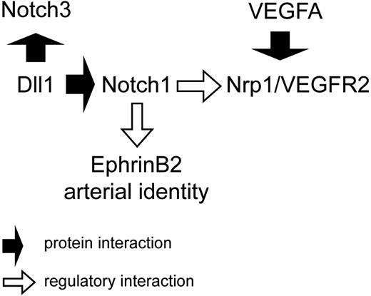 Figure 7. Proposed interrelation of Notch and VEGF-A signaling in fetal arteries. Dll1-mediated Notch activity maintains the responsiveness of arterial endothelial cells for VEGF-A. For details, see “Discussion.”