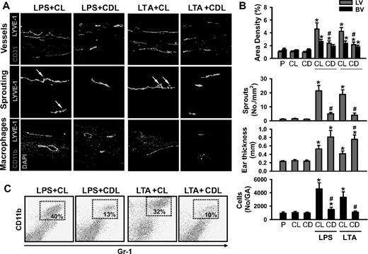 Figure 1. Depletion of macrophages including CD11b+/Gr-1+ macrophages markedly reduces LPS- or LTA-induced lymphangiogenesis in the skin. CDL (25 mg/kg, CD) was given intravenously to deplete macrophages at 1 day before and after the intradermal injection of LPS (LPS + CDL) or LTA (LTA + CDL). For controls, CL (25 mg/kg) was given in the same manner (LPS + CL, LTA + CL). As an alternative control, PBS (P), CL, or CDL-only was given in the same manner. At day 3 after the injection of LPS or LTA, the inflamed ears were excised and sectioned for histologic analysis or digested for flow cytometry. (A) Tissue sections were coimmunostained for LYVE-1, CD31, or CD11b and merged. ↓ indicates lymphatic sprouts. Scale bars represent 50 μm. (B) Quantification analyses of lymphatic (LV) and blood vessel (BV) densities (%), number of lymphatic sprouts, thickness of the ear skins, and number of CD11b+/Gr-1+ cells in the gated area (No/GA) are shown. All bars represent mean ± SD from 4 to 5 mice. *P < .05 versus CL; #P < .05 versus LPS + CL or LTA + CL. (C) Flow cytometric analysis of CD11b+/Gr-1+ macrophages in the ear skins.