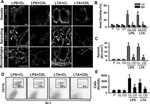 Figure 2. Depletion of macrophages markedly reduces LPS- or LTA-induced lymphangiogenesis in the DLNs. CDL (25 mg/kg, CD) was given intravenously to deplete macrophages at 1 day before and after the intradermal injection of LPS (LPS + CDL) or LTA (LTA + CDL). As a control, CL (25 mg/kg) was given in the same manner (LPS + CL, LTA + CL). As alternative controls, PBS (P), CL, or CDL-only was given in the same manner. At day 3 after the injection of LPS or LTA, the DLNs were sampled and sectioned for histologic analysis or digested for flow cytometry. (A) Tissue sections were coimmunostained for LYVE-1, CD31, or CD11b and merged. ↓ indicates lymphatic sprouts. Scale bars represent 50 μm. Quantification of lymphatic (LV) and blood vessel (BV) densities (%; B), number of lymphatic sprouts (C), and number of CD11b+/Gr-1+ cells in the gated region (No/GA; E) are shown. All bars represent mean ± SD from 4 to 5 mice. *P < .05 versus CL; #P < .05 versus LPS + CL or LTA + CL. (D) Flow cytometric analysis of CD11b+/Gr-1+ macrophages in the DLNs.