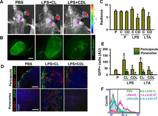 Figure 3. Depletion of macrophages markedly reduces lymphatic flow and mobilization of inflammatory cells from the inflammation site of ear skin to DLNs. CDL (25 mg/kg, CD) was given intravenously to deplete macrophages at 1 day before and after the intradermal injection of PBS (PBS + CDL), LPS (LPS + CDL), or LTA (LTA + CDL). As a control, CL (25 mg/kg, C; PBS + CL, LPS + CL, LTA + CL) or PBS (P) only was given in the same manner. (A-C) Three days later, 3 μL FITC-conjugated dextran was intradermally injected into the same sites. Fluorescence intensities were determined in DLNs at 30 minutes after the injection (A), quantified, and presented as relative radiance (photons/sec per cm2/steradian; panel C). Panel A right bar: the color scale indicates fluorescence intensity. Upper red color indicates maximum fluorescence intensity, whereas lower blue color indicates minimum fluorescence intensity. (B) In parallel, at 30 minutes after the FITC-dextran injection, the DLNs are imaged by a fluorescence stereomicroscope. (D-F) At day 3 after intradermal injection of LPS or LTA, GFP+ inflammatory cells (∼ 106 cells) were injected intradermally into the inflamed skin. Twelve hours later, the DLNs were sampled and sectioned for histologic analysis or digested for flow cytometry. (D,E) Pericapsular and paracortical regions of DLN sections were coimmunostained for LYVE-1 and DAPI, and merged. Scale bars represent 50 μm. GFP+ inflammatory cells in the section are quantified and presented as AU. (F) Flow cytometric analysis of GFP+ inflammatory cells in the DLNs after collagenase digestion is shown. All bars and numbers represent mean ± SD from 4 to 5 mice. *P < .05 versus P; #P < .05 versus LPS + CL or LTA + CL.