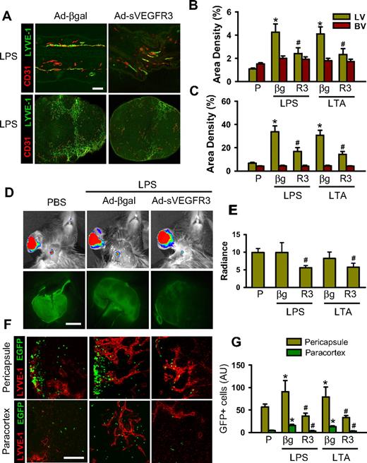 Figure 4. Blockade of VEGF-C/D profoundly attenuates the LPS- and LTA-induced lymphangiogenesis in the inflamed ear skin and DLNs, and lymphatic flow and mobilization of inflammatory cells from the inflamed skin to DLNs. AdsVEGFR-3 (R3, 109 pfu), Adβ-gal (βg, 109 pfu), or none was injected 12 hours before the intradermal injection of PBS (P), LPS, or LTA. (A) Three days later, the inflamed ears and DLNs were sampled and sectioned for histology. Tissue sections were coimmunostained for LYVE-1 and CD31. Scale bars represent 50 μm. (B,C) Lymphatic (LV) and blood vessel (BV) densities in the inflamed ear skins (B) and DLNs (C) are quantified and presented as percentages. (D,E) Three days later, 3 μL FITC-conjugated dextran was intradermally injected into the inflamed skin. Thirty minutes later, fluorescence intensities in DLNs were determined with the IVIS (top panels) and fluorescence stereomicroscope (bottom panels), and quantified and presented as relative radiance (photons/sec per cm2/steradian). (F) At day 3 after intradermal injection of LPS or LTA, GFP+ inflammatory cells (∼ 106 cells) were injected intradermally into the inflamed skin. Twelve hours later, the DLNs were sectioned and immunostained for LYVE-1. Scale bars represent 50 μm. (G) The GFP+ inflammatory cells in the section of DLNs are quantified and presented as AU. All bars represent mean ± SD from 4 to 5 mice. *P < .05 versus P; #P < .05 versus LPS+βg or LTA+βg.