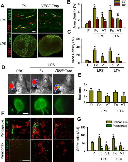 Figure 5. Blockade of VEGF-A profoundly attenuates the LPS- and LTA-induced lymphatic vessel densities in the inflamed ear skin and DLNs, and lymphatic flow and mobilization of inflammatory cells from the inflamed skin to DLNs. VEGF-Trap (25 mg/kg), dimeric-Fc (Fc, 25 mg/kg), or none was treated at 1 day before and after the intradermal injection of PBS (P), LPS, or LTA. (A) At day 3 after the injection, the inflamed ears and DLNs were sectioned for histologic analysis. Tissue sections were coimmunostained for LYVE-1 and CD31. Scale bars represent 50 μm. (B,C) Lymphatic (LV) and blood vessel (BV) densities in the inflamed skin (B) and DLNs (C) were quantified and presented as percentages. (D,E) Three days later, 3 μL FITC-conjugated dextran was intradermally injected into the inflamed skin. Thirty minutes later, fluorescence intensities in DLNs were determined with the IVIS (top panels) and fluorescence stereomicroscope (bottom panels), and quantified and presented as relative radiance (photons/sec per cm2/steradian). (F) At day 3 after intradermal injection of LPS or LTA into the ear, the GFP+ inflammatory cells (∼ 106 cells) were injected intradermally into the inflamed skin. Twelve hours later, the DLNs were sectioned and immunostained for LYVE-1. Scale bars represent 50 μm. (G) The GFP+ inflammatory cells in the section of DLNs are quantified and presented as AU. All bars represent mean ± SD from 4 to 5 mice. *P < .05 versus P; #P < .05 versus LPS + Fc or LTA + Fc.